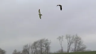 Falconry - Geese hawking - HD 720p