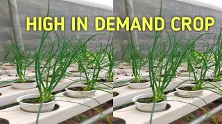 How to Plant SPRING ONION in Hydroponics / HIGH DEMAND