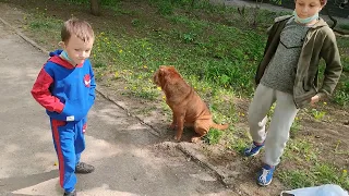 Шарпей не для всех. Кому подходит, а кому нет собака 2020 Shar Pei is not for everyone