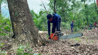 Selesai sebelum hujan… Tebang 2 pohon trembesi di kebun.