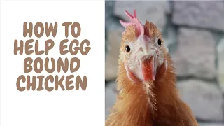 How To Help Egg Bound Chicken