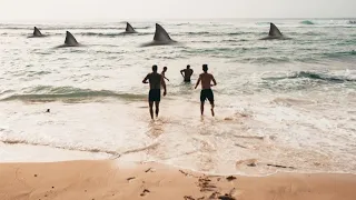 Interesting Animal Moments Filmed On The Beach