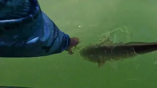 Pine Island Sound/Sanibel Island Fishing