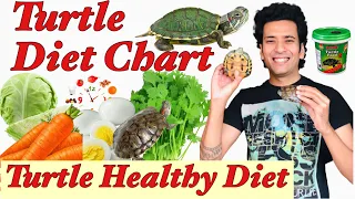 Turtle Diet Chart | How much to Feed Turtle| Turtle Portion Size | Turtle Healthy Food | Indian Tips