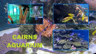 A day in Cairns Aquarium - QLD, Australia