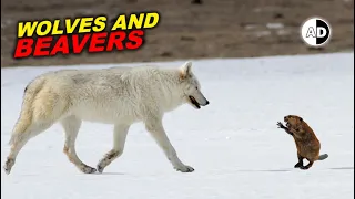 Wolves Are Making Yellowstone Great Again!