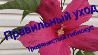 Травянистый гибискус,как за ним ухаживать?!