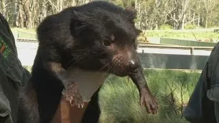 Disease-free 'devils' transported back to Tasmania