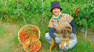 Harvesting Red Peppers Goes To Market Sell - Make Papaya Salad, Farm, Gardening