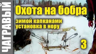 Охота на бобра капканами 3 | установка в нору. Hunt for the beaver by traps 3 | in a hole.