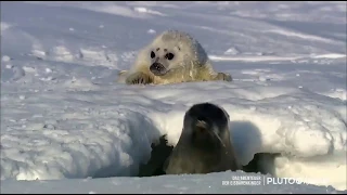 Das Abenteuer der Eisbärenkinder - Pluto TV Animals (Trailer) | Pluto TV GSA