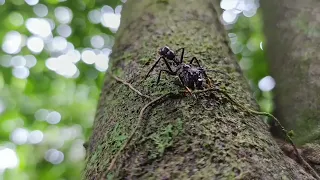 Hormiga Conga, en la amazonía Ecuatoriana.