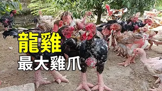 滿腳肉瘤的龍雞，人工養殖過程大開眼界