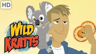 Wild Kratts 🐨 Kangaroos and Koalas | Kids Videos