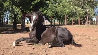 Horse with belly itch