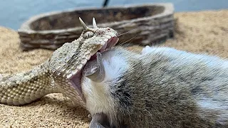 African Soft Fur Rat Gets Punished for eating baby rats that aren't hers!