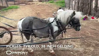 Pickles: 7Yr Old, 38 Inch Gelding