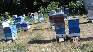 В Украине продолжается геноцид  пчел, что нам делать? 19.06.2018 г.