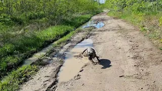 Миттельшнауцер в лесу