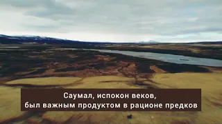 Саумал, кумыс в капсулах