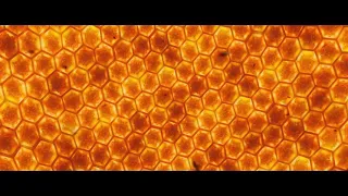 RASA Beekeeper official video