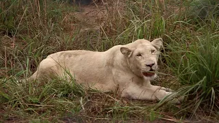 White Lion, KINSHASA WILDLIFE SAFARI,  Parc de la Vallee de la N,Sele, DR Congo