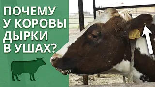 Каких животных любят на экоферме Захаровых больше всего? / Экскурсия по ферме