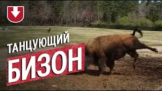 Посмотрите на танцующего бизона (это забавно)