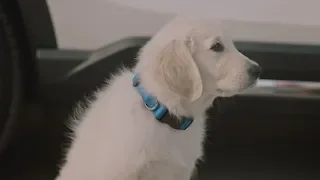 Funny Commercial Dog Drop Off Subaru