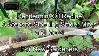 For New Gardeners: Using Peppermint Oil on Cucumbers - Recipe, Stopping Spider Mites & More