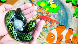 Amazing Catch Tiny Ornamental Pufferfish, Turtles, Ornamental Fish, Koi, Striped Fish, Angelfish