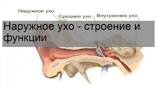 Наружное ухо - строение и функции