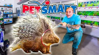 Taking My Porcupine To PetSmart!