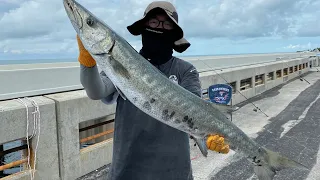 Giant Barracuda caught from the KEY!!