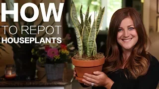 How to Repot a Houseplant 🌿// Garden Answer