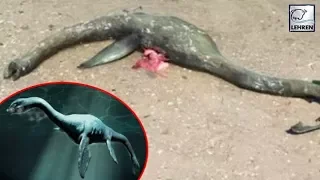 Loch Ness Monster Found On US Georgia Beach | WTF