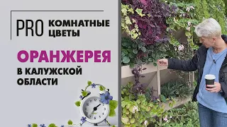 Оранжерея в Калужской области | Большой обзор комнатных растений