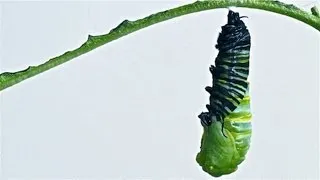 Caterpillar to Chrysalis Metamorphosis Timelapse