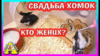 СВАДЬБА ХОМЯКОВ  / КТО ЖЕНИХ ХОМКИ ПЕПСИ / ПЕПСИ НЕ ХОЧЕТ ЗАМУЖ / Alisa Easy Pets