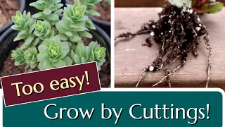 Grow Sedum from Cuttings: Perennial Propagation