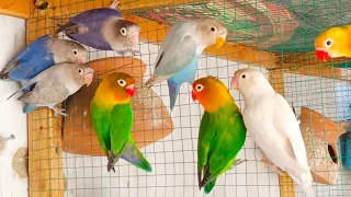 🌺🐦 African Lovebirds Breeding Secrets Unveiled! 🌿💕 | AB Pet House 🏡