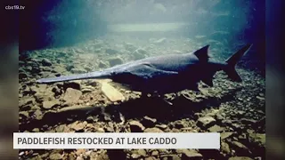 East Texas researching working to save prehistoric fish in Caddo Lake