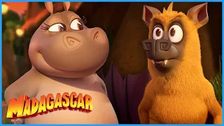 A New Bat Is In Town! 🦇 | DreamWorks Madagascar