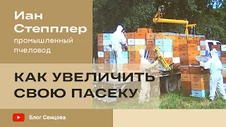 Управление крупным пчеловодческим хозяйством: как увеличить свою пасеку (лекция Иан Степплера)