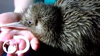 Saving Baby Kiwis From Extinction | Modern Dinosaurs