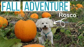 ROSCO VISITS AN APPLE ORCHARD! | Autumn Life With a Maltipoo