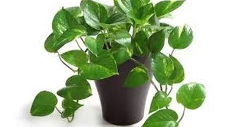 10 Indoor Plants That Clean The Air And Remove Toxins