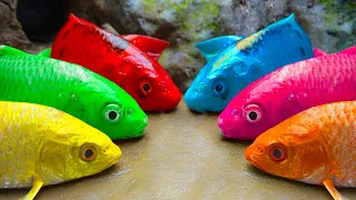 Stop Motion Cooking ASMR 다채로운 잉어 물고기, 귀여운 새끼 오리, 메기 - Cartoon 황금 거북이, 무지개 장어 Funny Animation