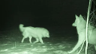 Dogs Who Fight Coyotes vs Scare