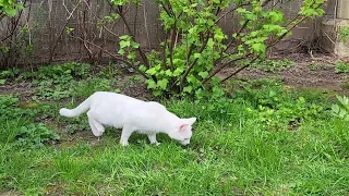 Беляши  White cats